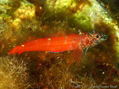 Tripterygion melanurus