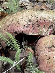 Rubroboletus eastwoodiae