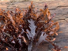 Mazzaella japonica