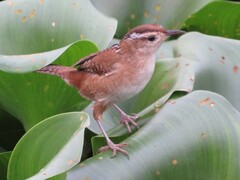 Cistothorus palustris palustris