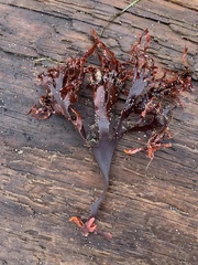 Mazzaella japonica