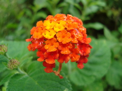 Lantana horrida