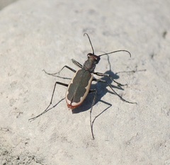 Cicindela marginipennis