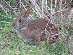Sylvilagus palustris paludicola