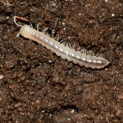 Myriapoda