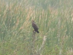 Rostrhamus sociabilis plumbeus