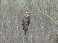 Rostrhamus sociabilis plumbeus