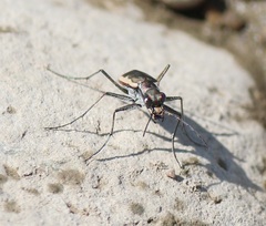 Cicindela marginipennis