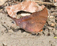 Marpesia furcula