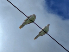 Streptopelia roseogrisea