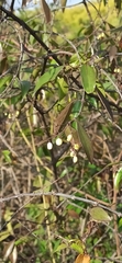 Chiococca alba