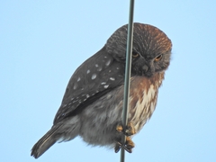 Glaucidium nana