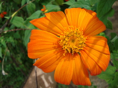 Tithonia rotundifolia
