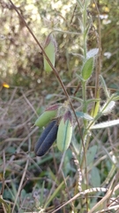 Crotalaria rotundifolia
