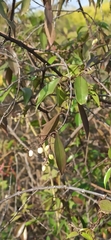 Chiococca alba