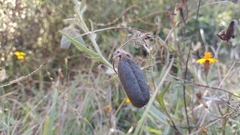 Crotalaria rotundifolia