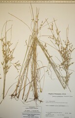 Juncus anthelatus