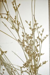 Juncus anthelatus