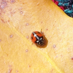 Adalia angulifera