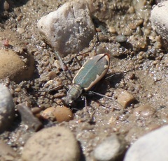 Cicindela marginipennis