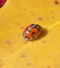 Adalia angulifera