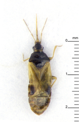 Cimicoidea