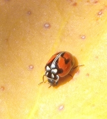 Adalia angulifera