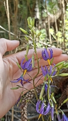 Conanthera bifolia