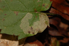 Liriomyza limopsis