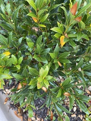 Heteroecus pacificus