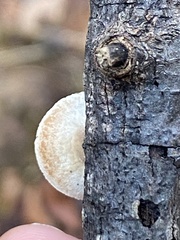 Crepidotus variabilis