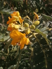 Senna multiglandulosa