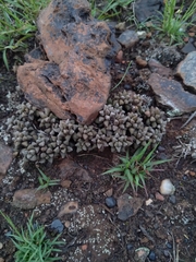 Anacampseros subnuda