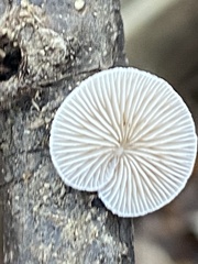 Crepidotus variabilis
