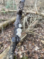 Crepidotus variabilis