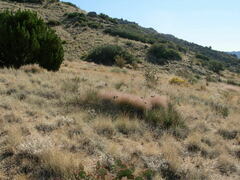 Muhlenbergia porteri