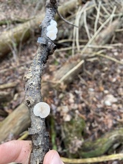 Crepidotus variabilis