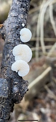 Crepidotus variabilis