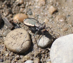 Cicindela marginipennis