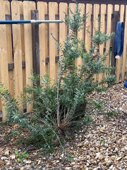 Melaleuca linearifolia