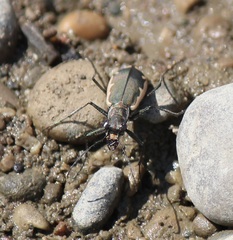 Cicindela marginipennis