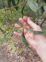 Acacia leiocalyx