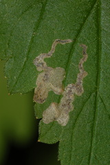 Metallus lanceolatus
