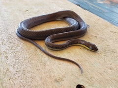 Echinanthera melanostigma