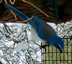 Aphelocoma californica