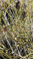Ephedra trifurca