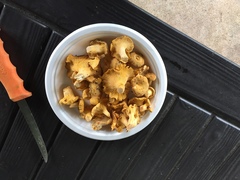 Cantharellus tenuithrix