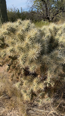 Cylindropuntia echinocarpa