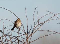 Emberiza schoeniclus