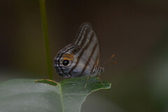 Chloreuptychia chlorimene